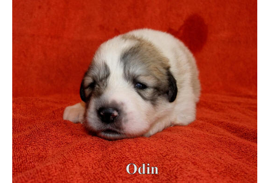 Odin a (5)
